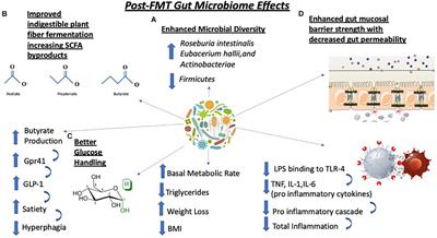 Microbiota Transplant in the Treatment of Obesity and Diabetes: Current and Future Perspectives